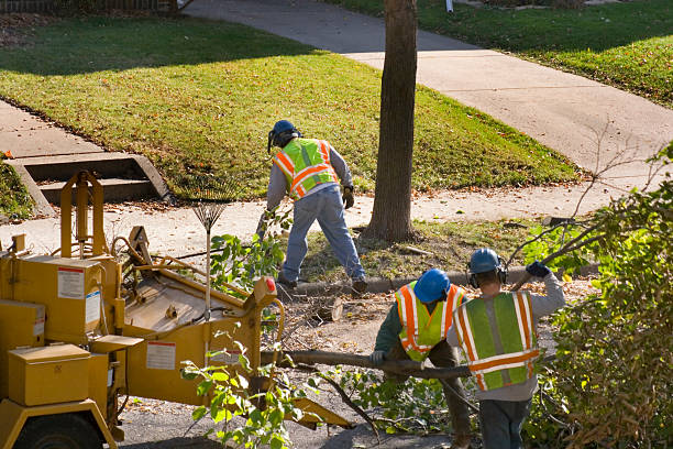 How Our Tree Care Process Works  in  Baltimore Highlands, MD